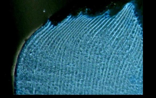 Enlarged image of the shell edge showing a stripe pattern of growth increments. Geochemical analysis of increments reveals the clam’s paleoenvironment.